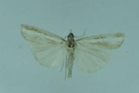 Agriphila latistria