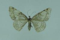 Stegania trimaculata