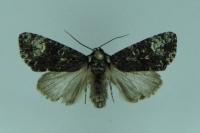 Craniophora ligustri