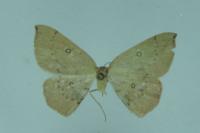 Cyclophora puppillaria