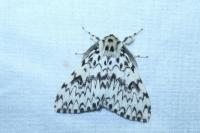 Lymantria monacha