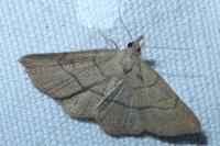 Paracolax tristalis