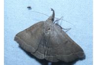 Polypogon plumigeralis