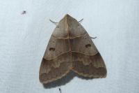 Minucia lunaris