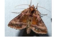 Autographa jota