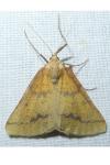 Aspitates ochrearia