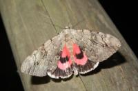 Catocala electa