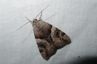 Catocala fulminea