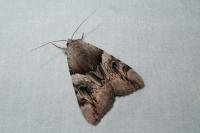 Catocala fulminea