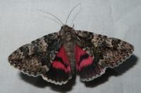 Catocala promissa