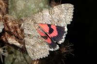 Catocala nupta