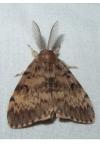 Lymantria dispar