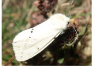 Spilarctia lutea