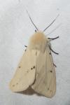 Spilarctia lutea