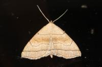Herminia tarsicrinalis