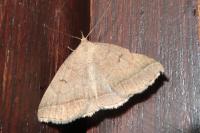 Zanclognatha lunalis