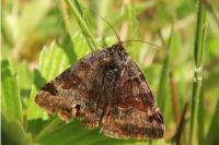 Euclidia glyphica