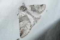 Furcula bifida