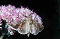 Chrysodeixis chalcites