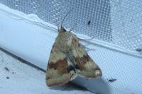 Heliothis viriplaca