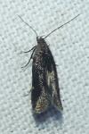 Aproaerema anthyllidella