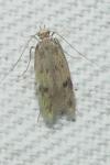 Borkhausenia nefrax