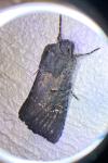 Aporophyla nigra