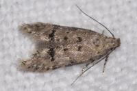 Teleiodes vulgella