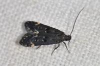 Dichomeris alacella