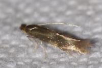 Bucculatrix nigricomella