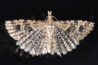 Alucita hexadactyla