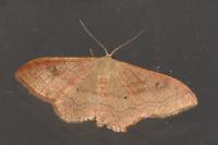 Idaea rubraria