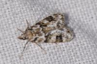 Eudonia delunella