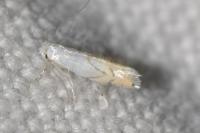 Phyllonorycter harrisella