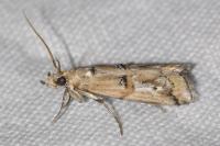 Pempelia genistella