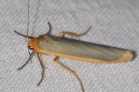 Manulea complana