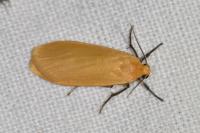 Wittia sororcula