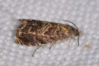Grapholita janthinana