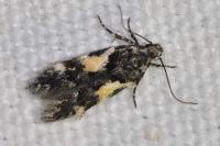 Teleiodes luculella