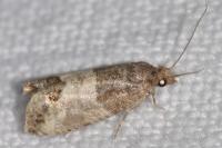 Spilonota ocellana