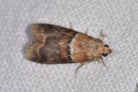 Acrobasis repandana