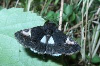 Aedia funesta