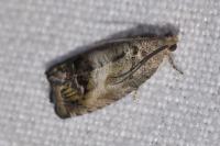 Cydia splendana