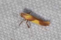 Caloptilia robustella