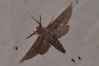 Hyloicus pinastri