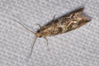Bactra furfurana