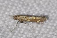 Calybites phasianipennella