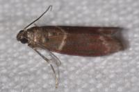 Cryptoblabes bistriga