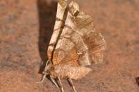 Selenia dentaria