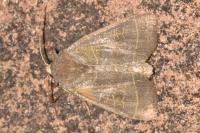 Ipimorpha subtusa